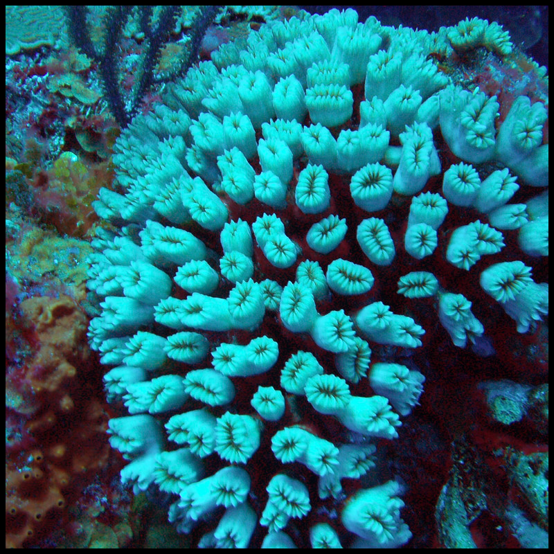 ephsfoleybiomes / Coral Reef 1